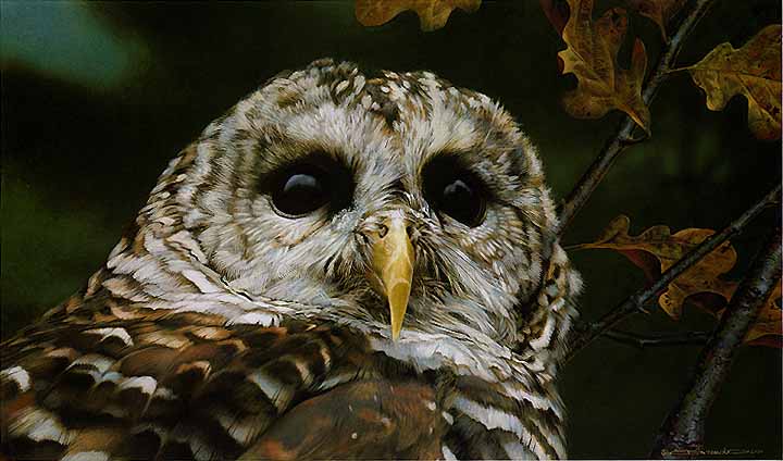 (image for) Handmade oil painting Copy paintings of famous artists Carl Brenders Paintings Up Close-Barn Owl